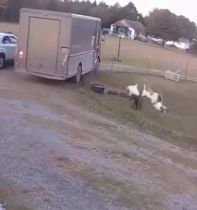 Fainting Goats vs. UPS Truck....