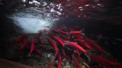 Tracked down where the Kokanee Salmon were spawning and took my underwater camera. This was just a fraction, there were thousands in the creek!