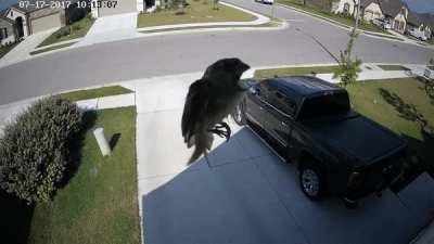 The framerate (FPS) of this security camera is synchronized with the wings of the bird. Therefore the bird appears to be floating mid-air.