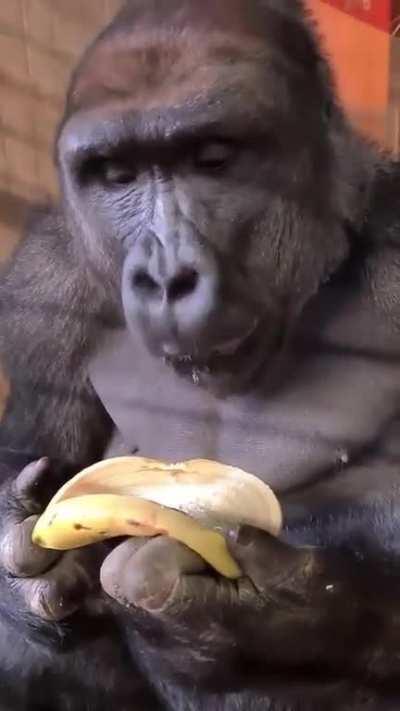 Innovative Gorilla discovers ingenious way to enjoy bananas