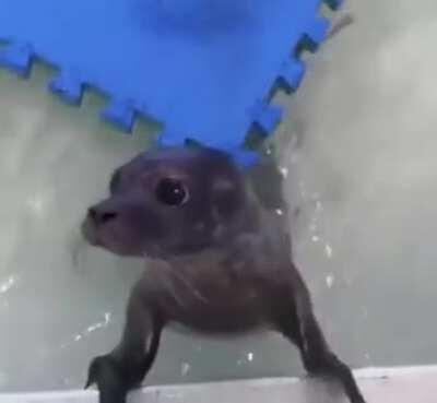 Just pet the sea puppy already.