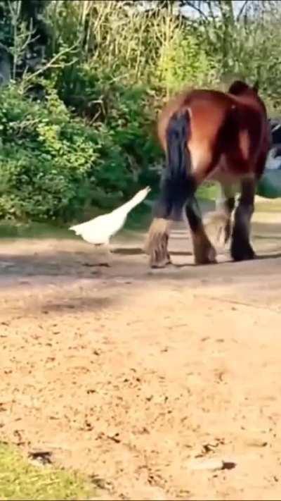 Horse kicks goose