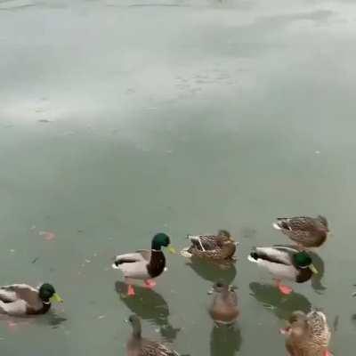 Duck transport accident