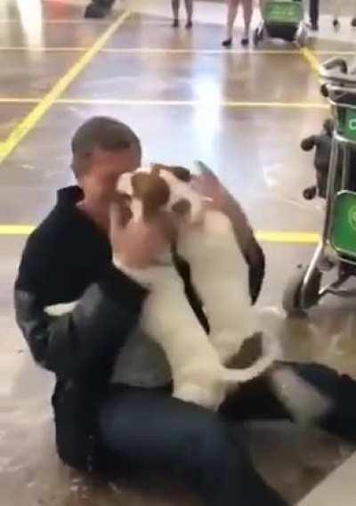 doggos enthusiastically welcome their owner at airport