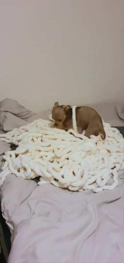 Tito doesn't understand that yarn isn't a blanket he can get under