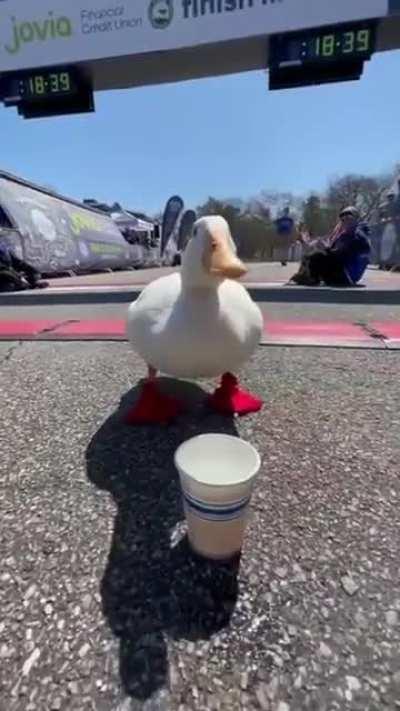 Duck runs in a marathon and gets medal