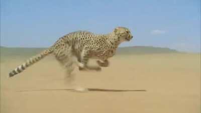 This Cheetah Accelerating To Over 100 km/h (62.0 mph)