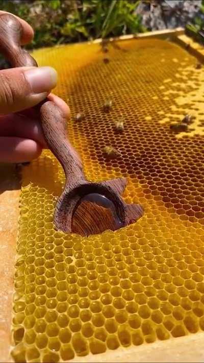 Beekeeper getting a spoon of honey