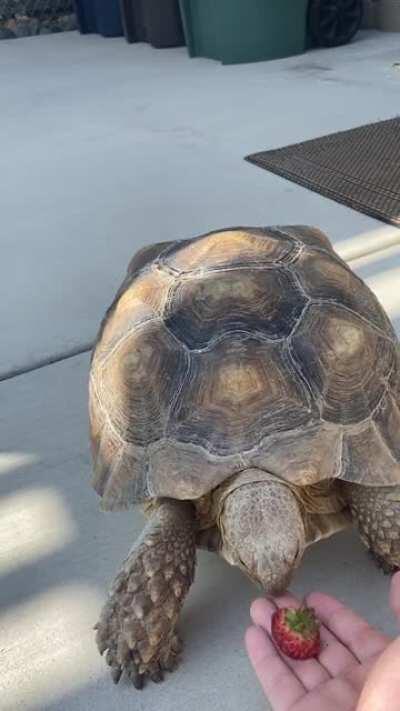 Tortoise Hand-Feeding Videos? I’m in!