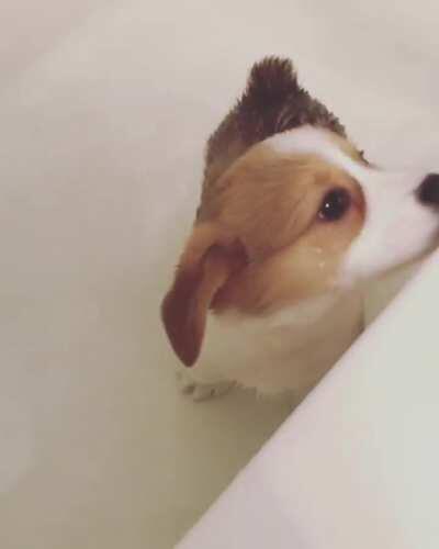 Baby corgi in a bathtub