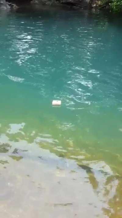 The water is too clear, there are no fish butt....