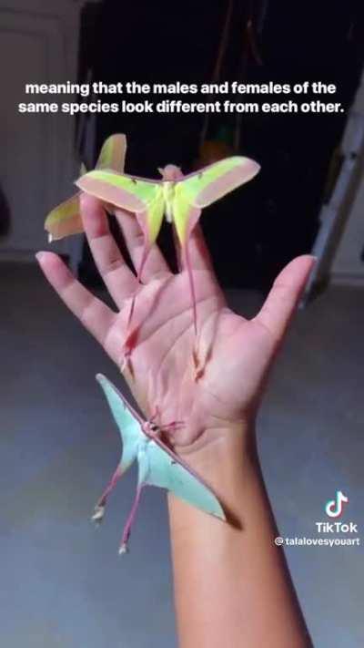 chinese moon moths