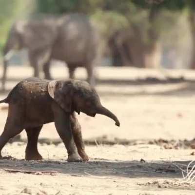 Baby elephant's first steps