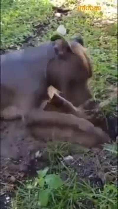 To dig a hole