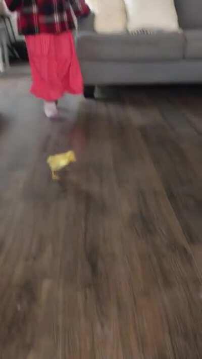 Duck chasing kids