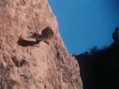 A golden eagle grabs a mountain goat off a cliff and glides down with it into a valley