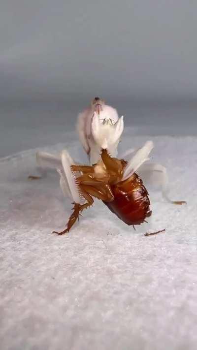 Praying mantis eating a cockroach like it's a hamburger.