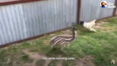 Emu vs chicken