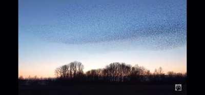 A murmuration of starlings on a clear evening