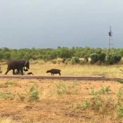 🔥A baby water buffalo charges a bull elephant, only to be quickly ushered away by mom.