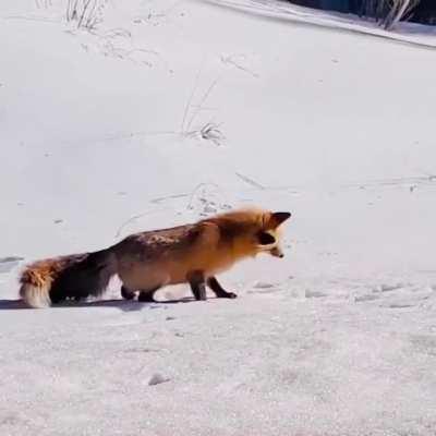 Fox catching his prey in one jump!