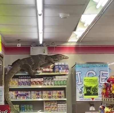 Large Monitor casually climbing the walls of a Thai supermarket.