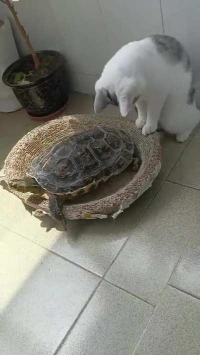 🥰🐈❤️🐢😍