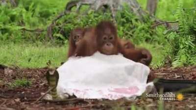 Orangutans hug each other after meeting a (fake) snake