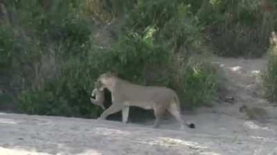 Lioness Carrying Her Cub In Her Mouth