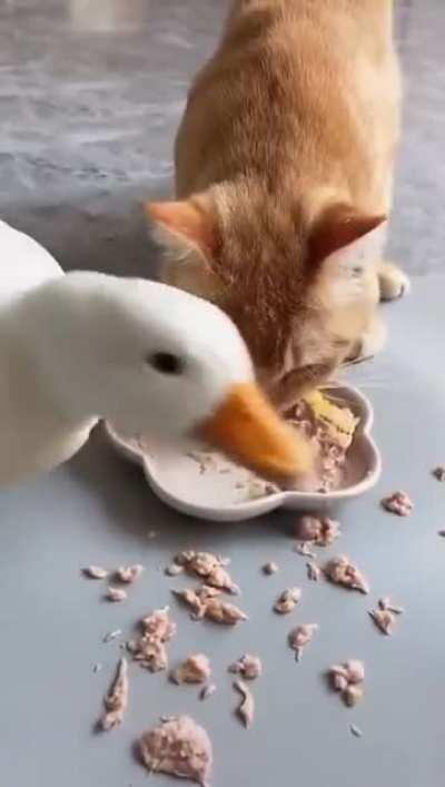 A duck and a kitty share food.