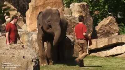 Mother elephant can’t wake baby sound asleep and asks the keepers for help.