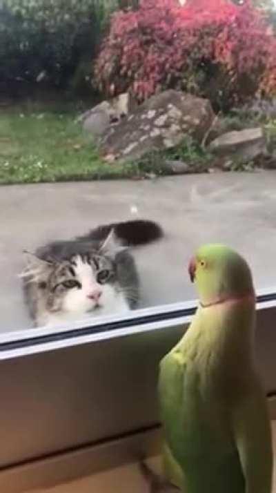 Parrot playing peekaboo a cat