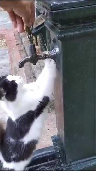 The outdoor cat politely requests a little water. And the human delivers like a true bro.