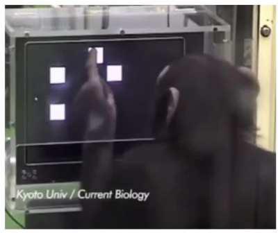 Chimps outperform humans at memory task