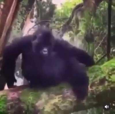 Exited gorilla falls out of tree :(