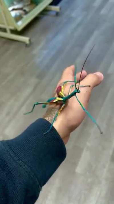 🔥 The Gorgeous Achrioptera Manga