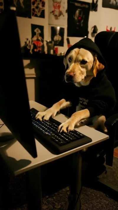 a computer hacker labrador retreiver wearing a black hooded sweatshirt sitting in front of the computer with the glare of the screen emanating on the dog's face as he types very quickly.