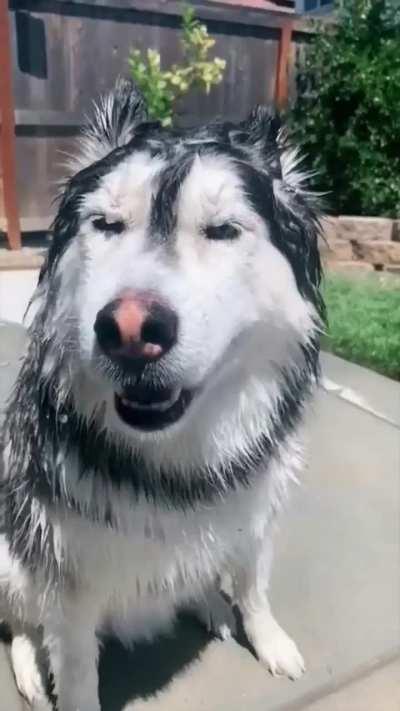 Pets before and after bathing 😁