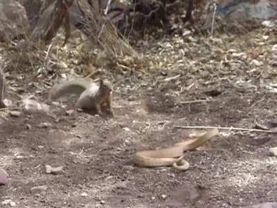 Squirrel throwing pocket sand