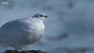 These animals change colour when it snows.