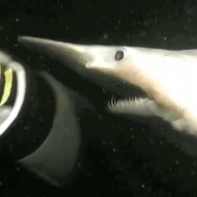 Goblin shark attempting a chomp