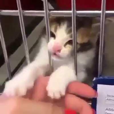 Poor kitty wants to be adopted badly.