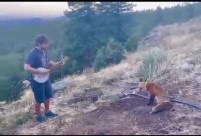 Her's another video of a fox stopping by to listen to music