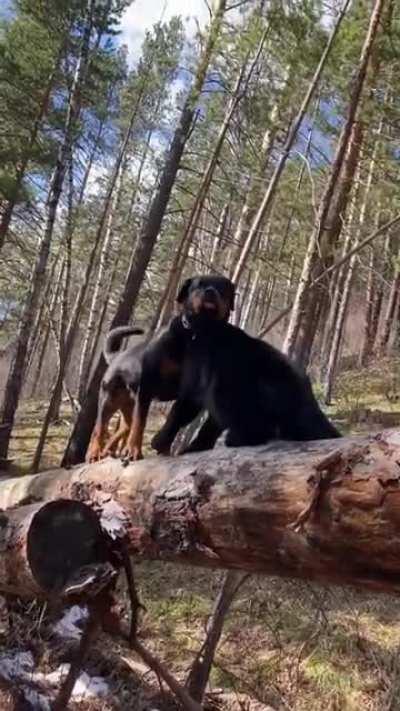 Panther Grows Up With A Human And Rottweiler