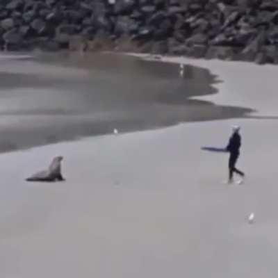 This seal ain’t havin non of it.