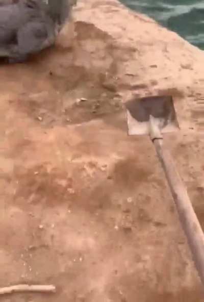 Guy herds crocodiles by bonking with shovel