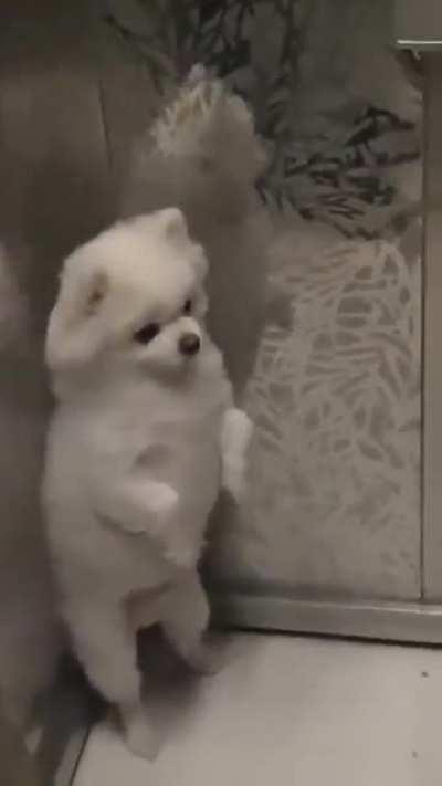 Scared dog waits until he left the elevator before barking at the scary humans