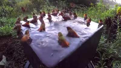 Hummingbird Pool Party