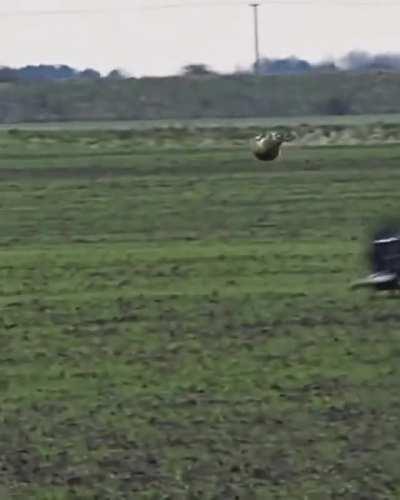 🔥 Rabbit narrowly escapes being caught