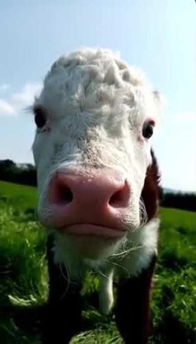 Big yawn from a little calf